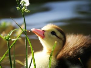 Preview wallpaper duckling, twigs, grass, baby