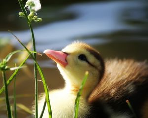 Preview wallpaper duckling, twigs, grass, baby