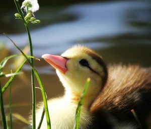 Preview wallpaper duckling, twigs, grass, baby