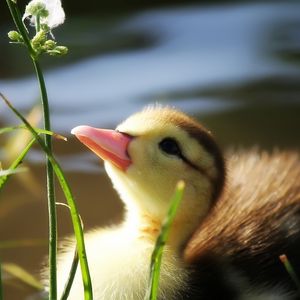 Preview wallpaper duckling, twigs, grass, baby