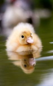 Preview wallpaper duckling, water, swim, baby