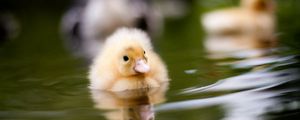 Preview wallpaper duckling, water, swim, baby