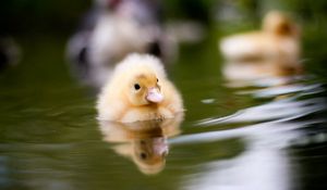 Preview wallpaper duckling, water, swim, baby