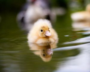 Preview wallpaper duckling, water, swim, baby