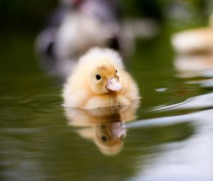 Preview wallpaper duckling, water, swim, baby