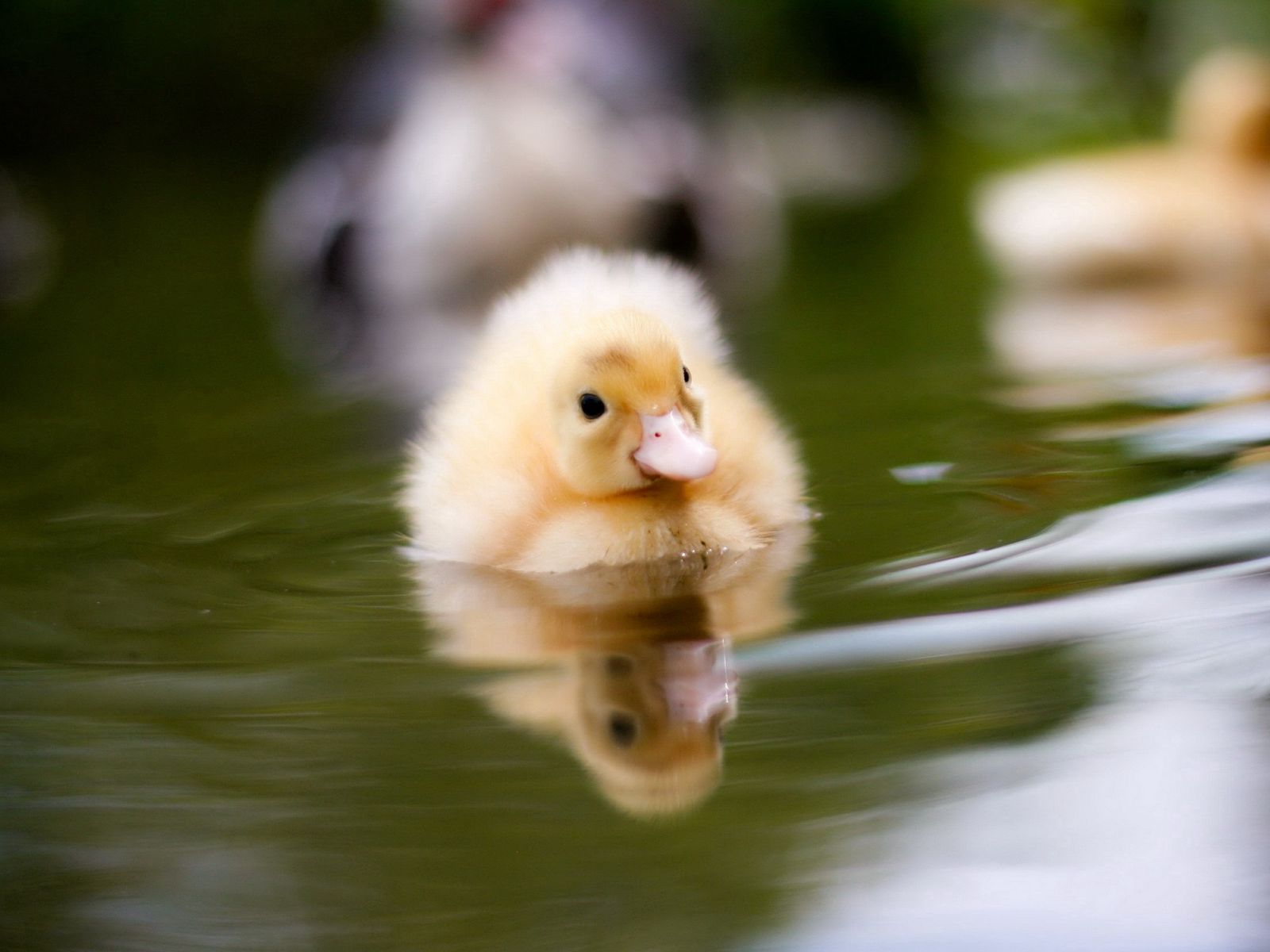 Download wallpaper 1600x1200 duckling, water, swim, baby standard 4:3 ...