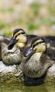 Preview wallpaper ducklings, birds, stone, funny