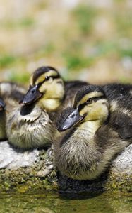 Preview wallpaper ducklings, birds, stone, funny