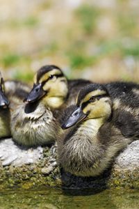 Preview wallpaper ducklings, birds, stone, funny