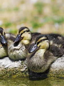 Preview wallpaper ducklings, birds, stone, funny