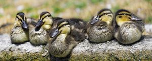 Preview wallpaper ducklings, birds, stone, funny