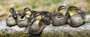 Preview wallpaper ducklings, birds, stone, funny