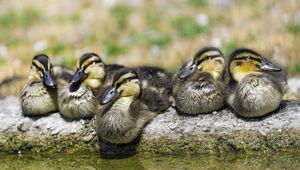 Preview wallpaper ducklings, birds, stone, funny