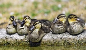 Preview wallpaper ducklings, birds, stone, funny