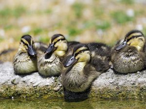 Preview wallpaper ducklings, birds, stone, funny