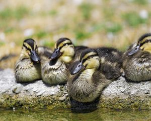 Preview wallpaper ducklings, birds, stone, funny