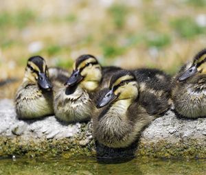 Preview wallpaper ducklings, birds, stone, funny