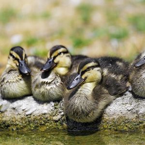 Preview wallpaper ducklings, birds, stone, funny