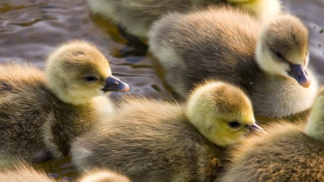 Wallpaper ducklings, calves, float, color, birds