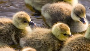 Preview wallpaper ducklings, calves, float, color, birds