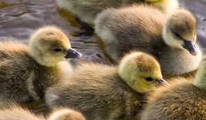 Preview wallpaper ducklings, calves, float, color, birds