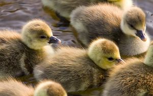 Preview wallpaper ducklings, calves, float, color, birds