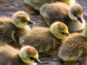 Preview wallpaper ducklings, calves, float, color, birds