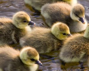 Preview wallpaper ducklings, calves, float, color, birds