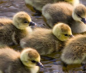 Preview wallpaper ducklings, calves, float, color, birds