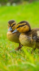 Preview wallpaper ducklings, chicks, cute, funny, grass