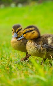 Preview wallpaper ducklings, chicks, cute, funny, grass