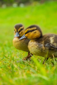 Preview wallpaper ducklings, chicks, cute, funny, grass