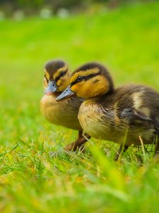 Preview wallpaper ducklings, chicks, cute, funny, grass