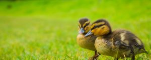 Preview wallpaper ducklings, chicks, cute, funny, grass