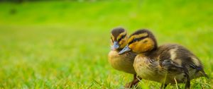 Preview wallpaper ducklings, chicks, cute, funny, grass