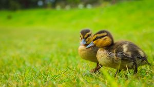 Preview wallpaper ducklings, chicks, cute, funny, grass