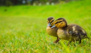 Preview wallpaper ducklings, chicks, cute, funny, grass