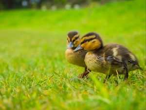 Preview wallpaper ducklings, chicks, cute, funny, grass