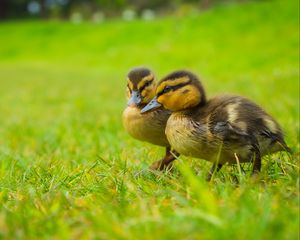 Preview wallpaper ducklings, chicks, cute, funny, grass