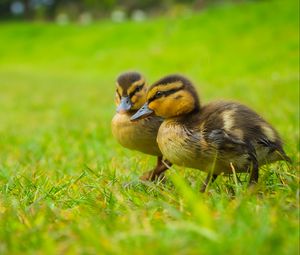 Preview wallpaper ducklings, chicks, cute, funny, grass