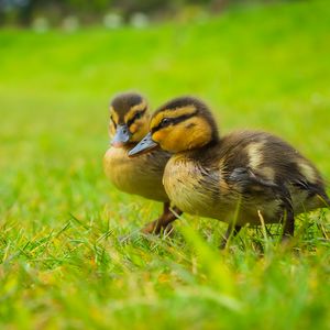 Preview wallpaper ducklings, chicks, cute, funny, grass