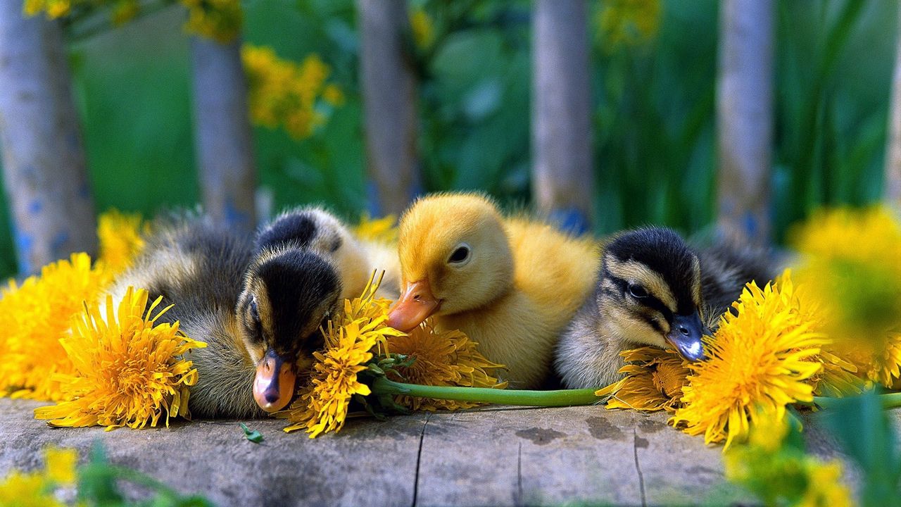 Wallpaper ducklings, color, flowers, grass