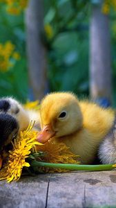 Preview wallpaper ducklings, color, flowers, grass