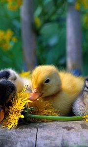 Preview wallpaper ducklings, color, flowers, grass