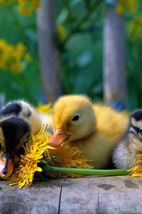 Preview wallpaper ducklings, color, flowers, grass