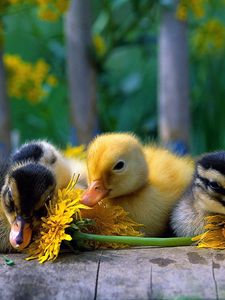 Preview wallpaper ducklings, color, flowers, grass