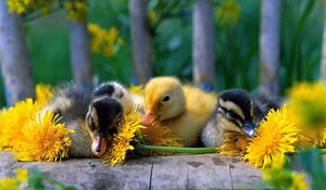 Preview wallpaper ducklings, color, flowers, grass