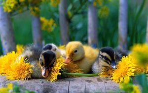 Preview wallpaper ducklings, color, flowers, grass