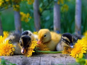 Preview wallpaper ducklings, color, flowers, grass