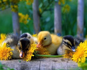 Preview wallpaper ducklings, color, flowers, grass